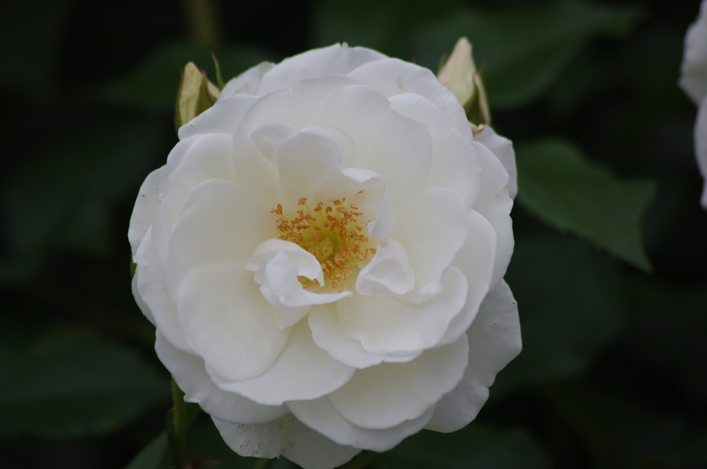 薔薇　18　山下公園　5月