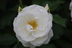 薔薇　18　山下公園　5月