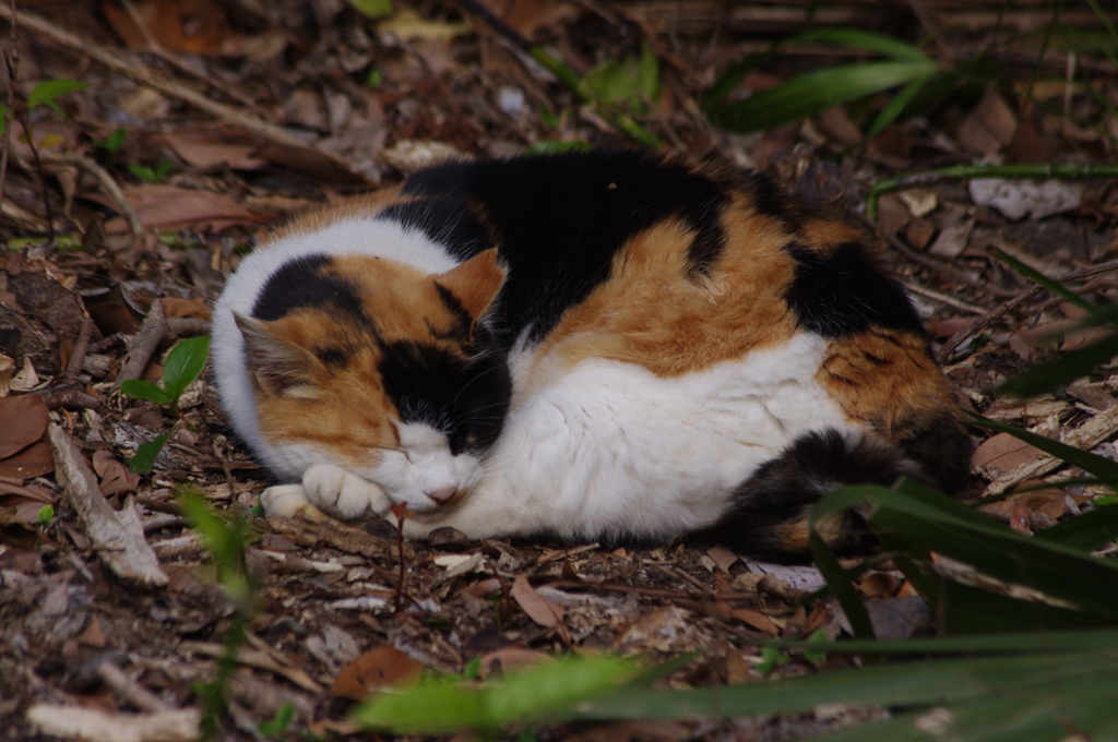 眠り猫