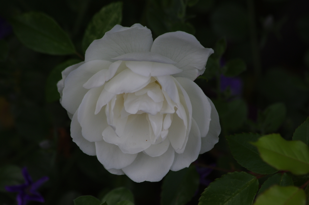 薔薇　2