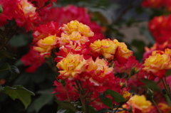 薔薇　5