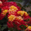 薔薇　5