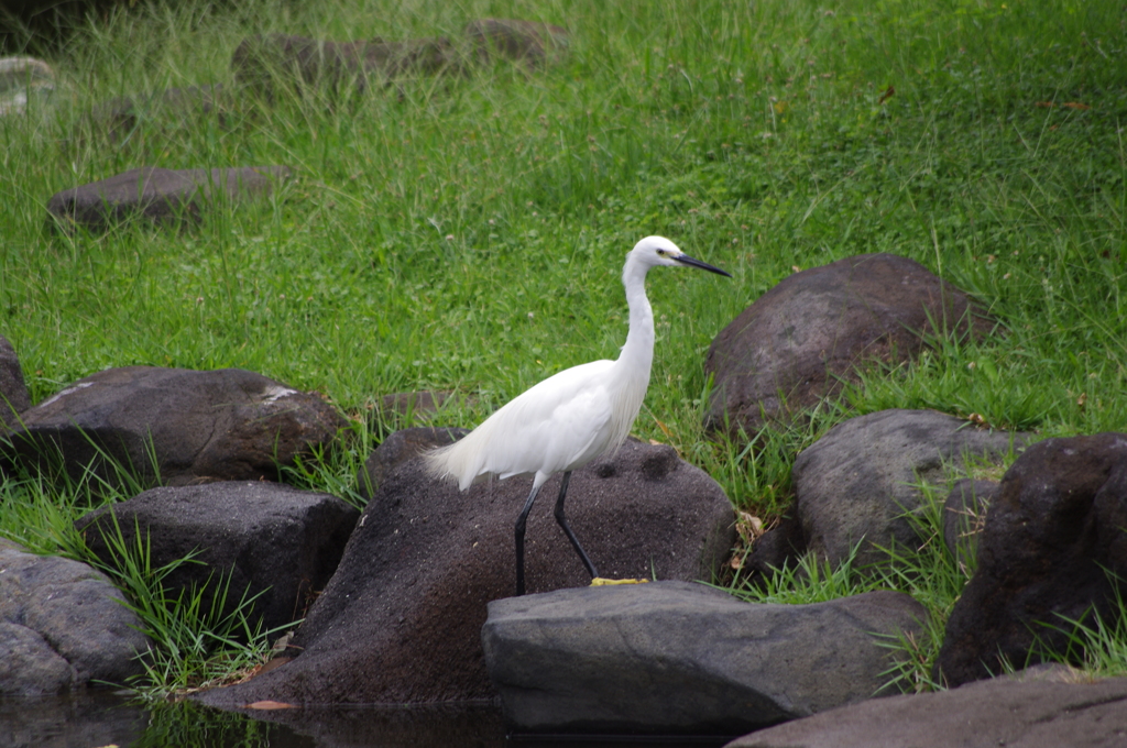 シラサギ　2　旧浜離宮庭園　９月