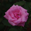 薔薇　30
