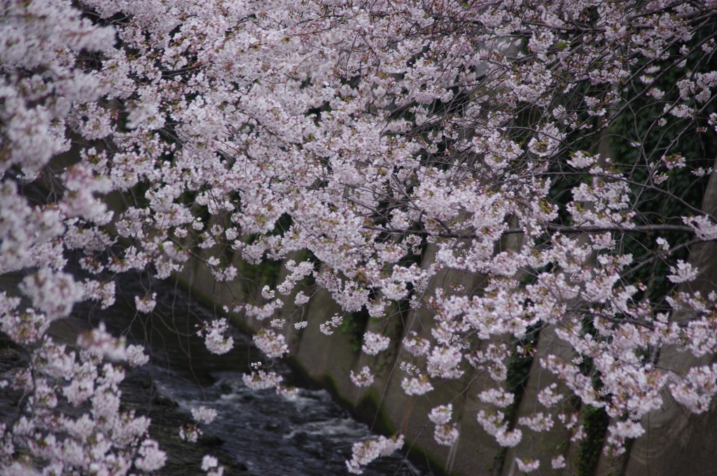 桜　神田川　6