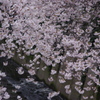 桜　神田川　6