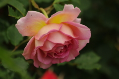 薔薇　30　港が見える丘公園　５月