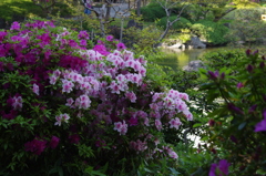 ツツジのある庭園