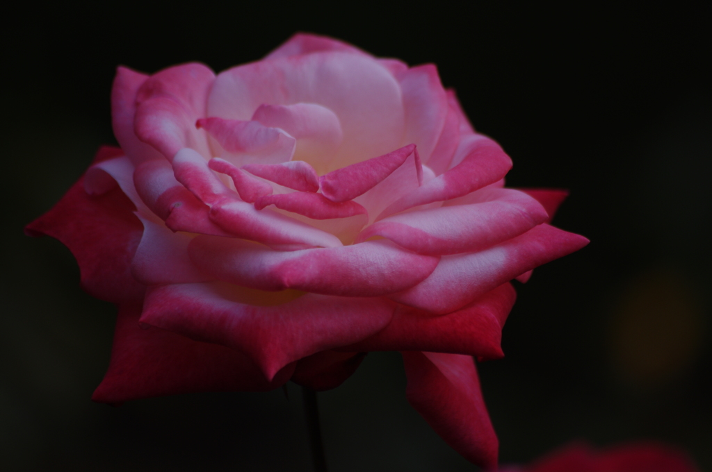 薔薇　11