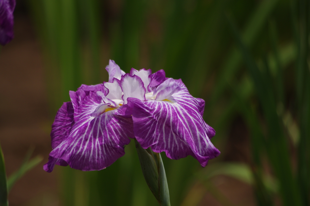 花菖蒲　8