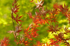 春紅葉　小石川後楽園