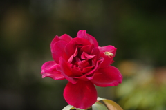 うまそうな薔薇