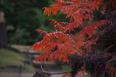 紅葉　旧芝離宮庭園　2　12月上旬