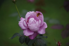 バラ色レストランの客　代々木公園　１０月