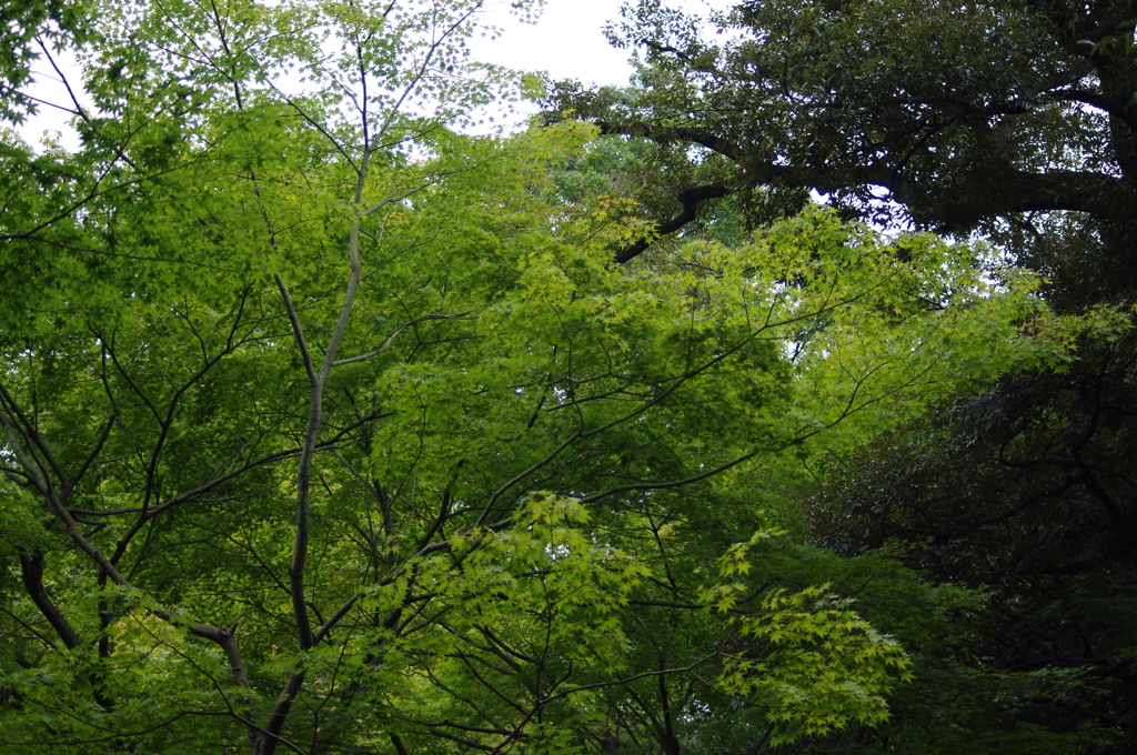 庭園風景　1
