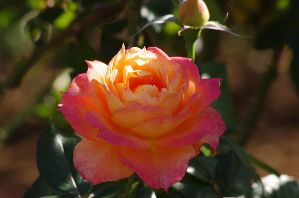 薔薇　4