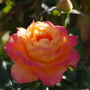 薔薇　4