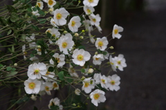 シュウメイギク　旧芝離宮庭園　１０月下旬