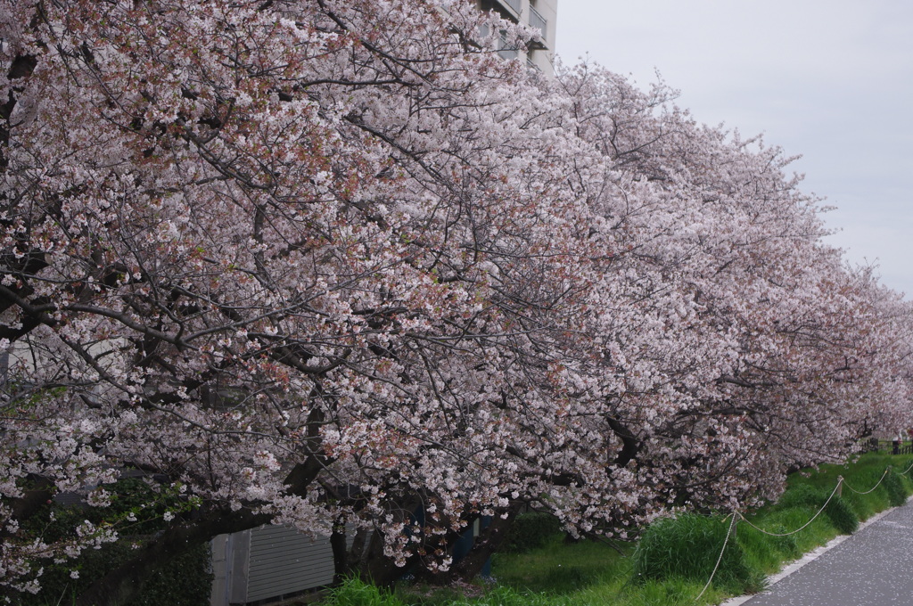 六郷橋緑地堤防桜　１　多摩川
