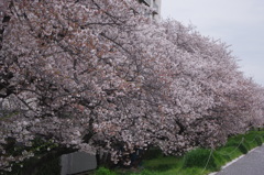 六郷橋緑地堤防桜　１　多摩川