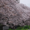 六郷橋緑地堤防桜　１　多摩川
