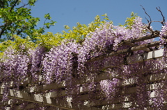 藤棚　芝浦中央公園　1