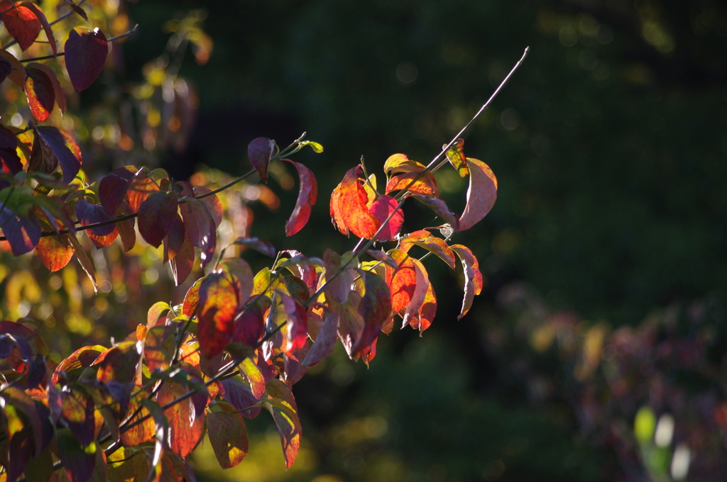 紅葉