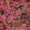 寒緋桜