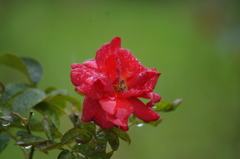 雨の中の薔薇　12　ザ・プリンスパークタワー東京