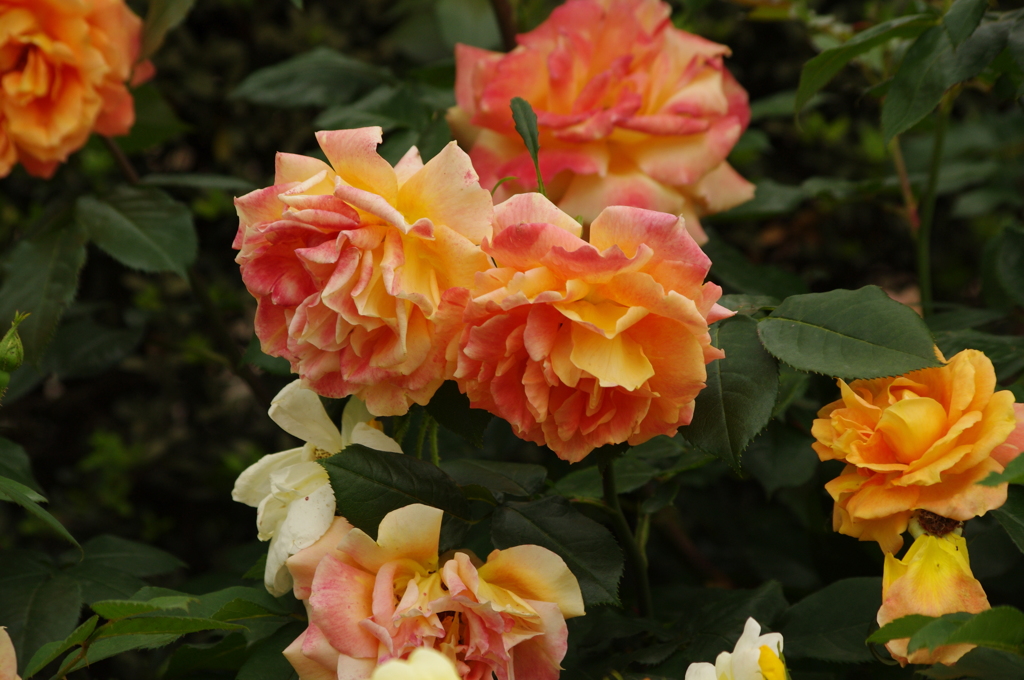 薔薇　35　港が見える公園　５月