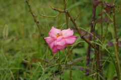 薔薇　1