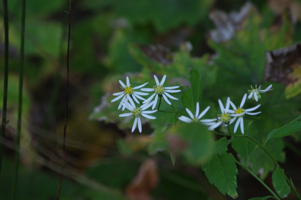 野に咲く花