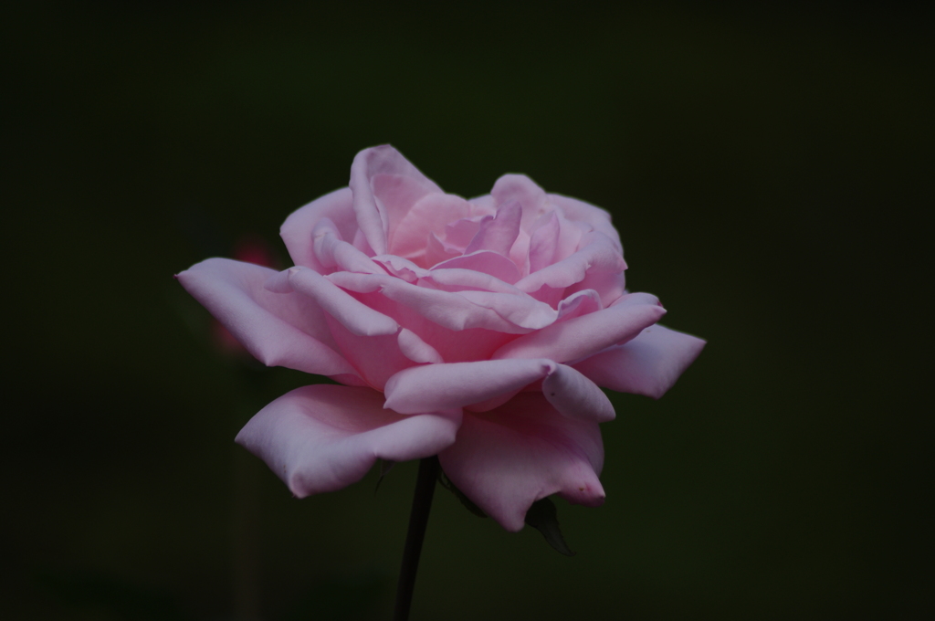 薔薇　8