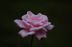 薔薇　8