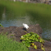 シラサギ