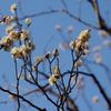 白梅　小石川後楽園