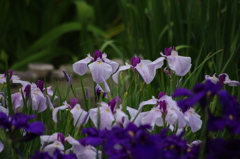 花菖蒲　1