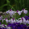 花菖蒲　1