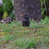 ムクドリ　旧浜離宮庭園