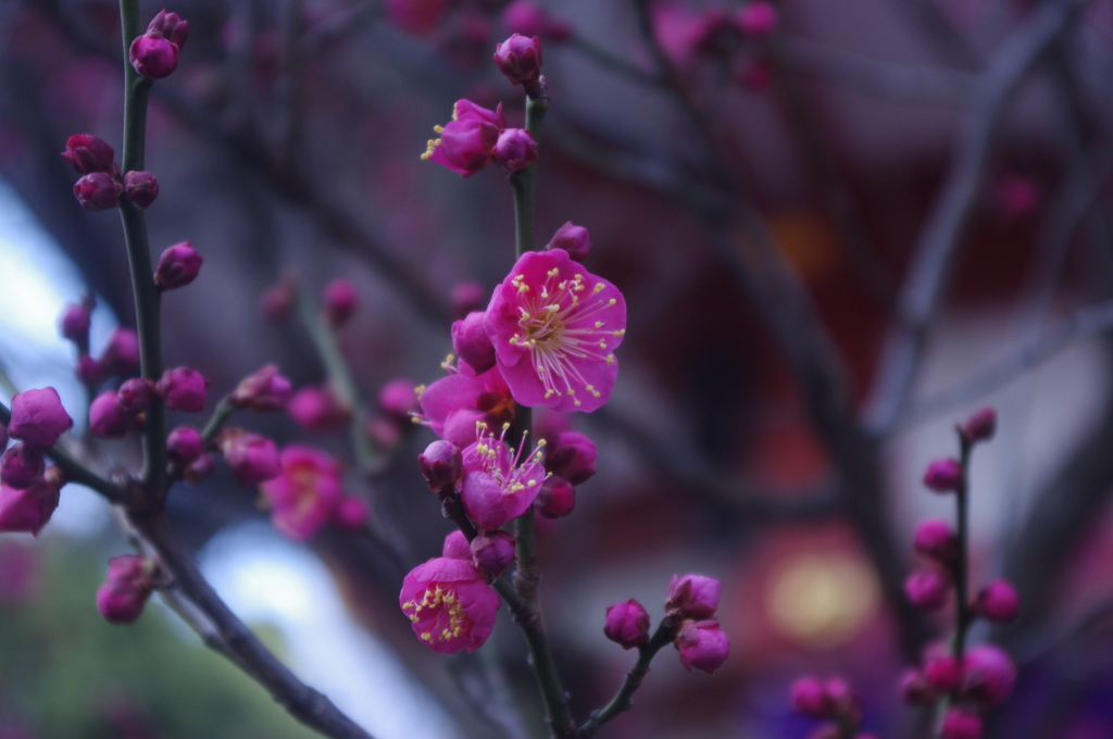 梅　2　山王日枝神社