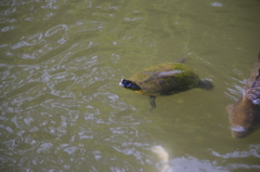 泳ぐ亀　洗足池