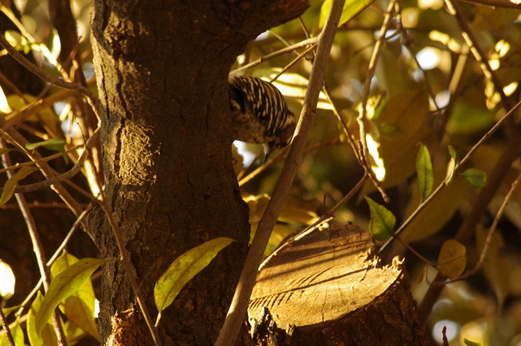 コンコンと木を打つ音が姦しい　日比谷公園　１月