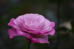 旧古河庭園　６月　薔薇　８