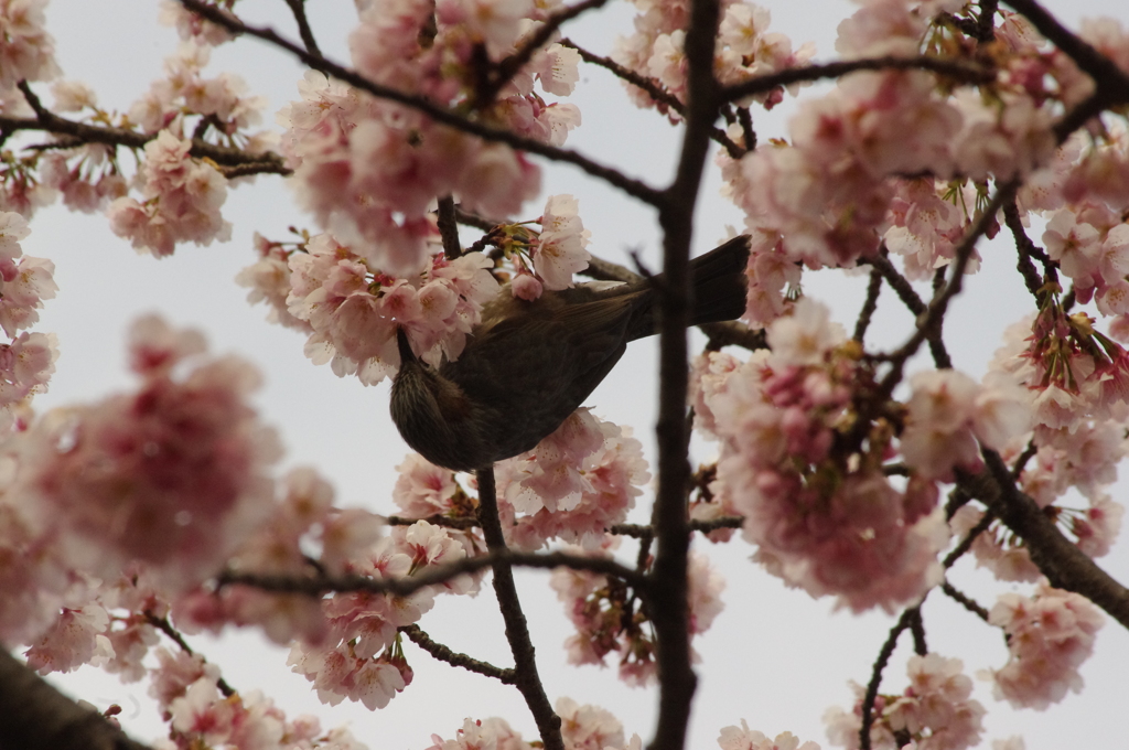いただきます　日比谷公園