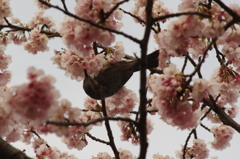 いただきます　日比谷公園