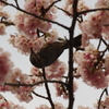 いただきます　日比谷公園