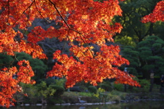 紅葉　4　日比谷公園　12月下旬