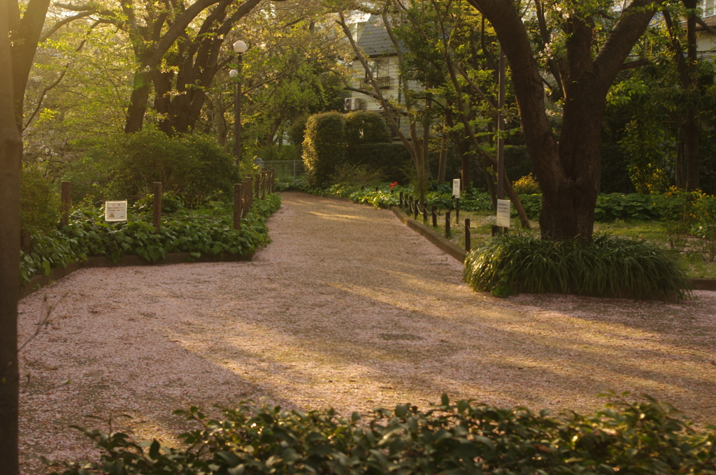 花宴の後の寂しさ　公園編