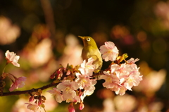 河津桜とメジロ　1　お台場　２月