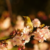 河津桜とメジロ　1　お台場　２月